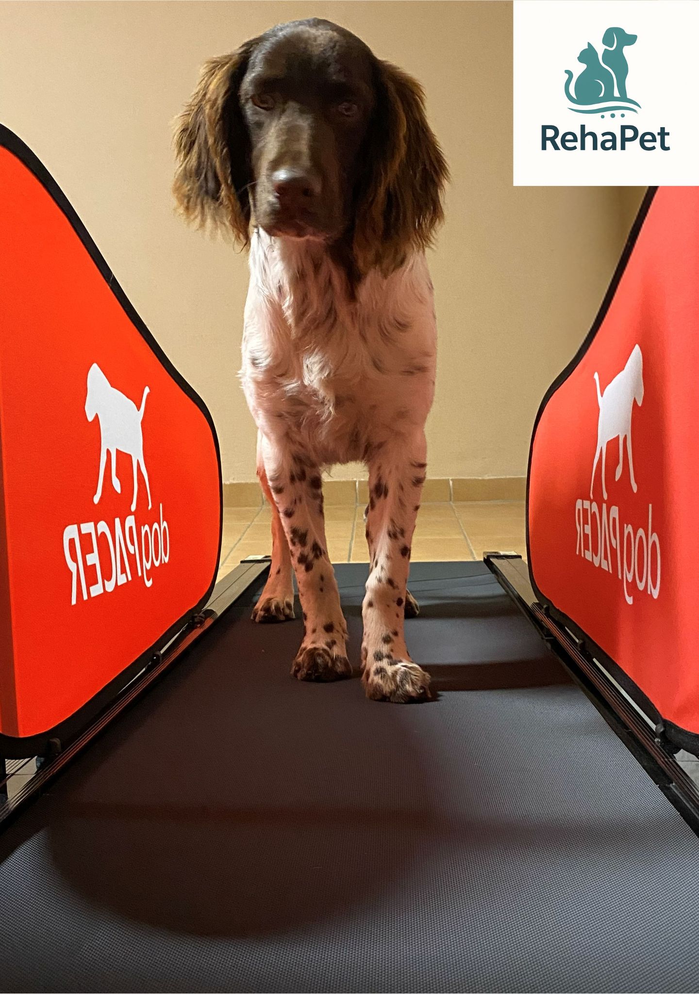 Rehabilitációs futópad