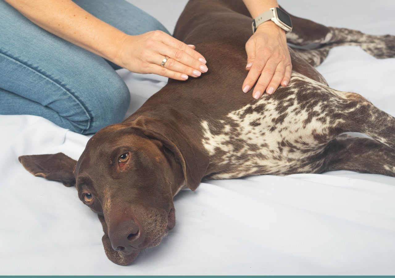 Kisállat fizioterápia